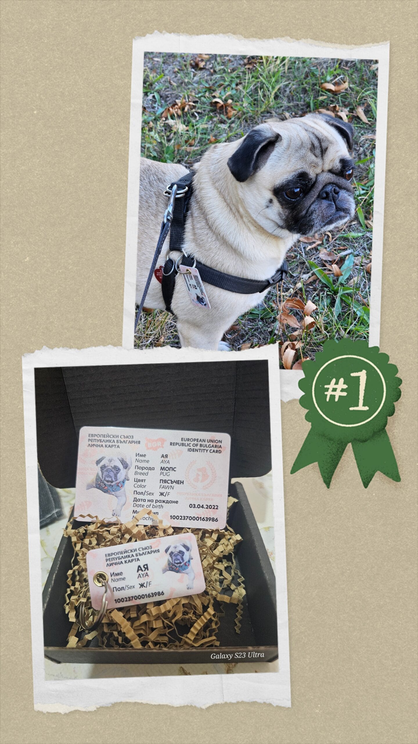 Цветелина Велина