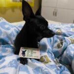 Персонализирана лична карта и медальон за домашен любимец photo review