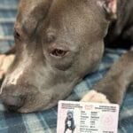 Персонализирана лична карта и медальон за домашен любимец photo review