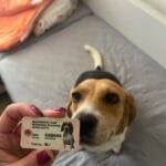 Персонализирана лична карта и медальон за домашен любимец photo review