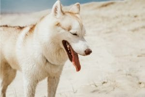 Как влияе жегата на кучето ти и как да го защитиш 1