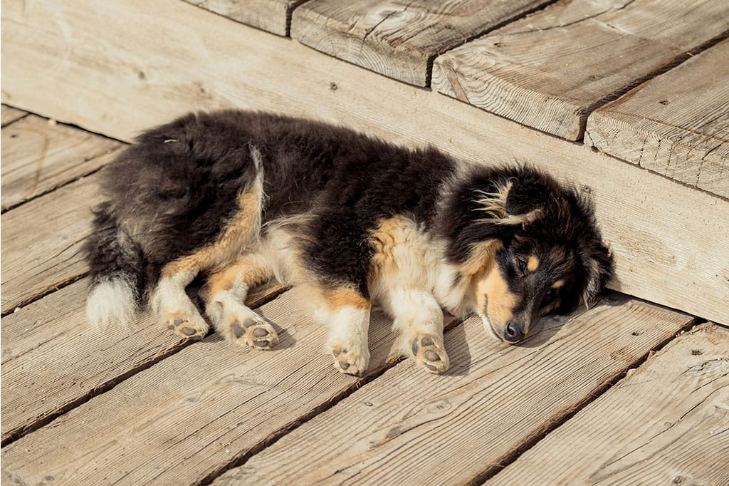 Как влияе жегата на кучето ти и как да го защитиш